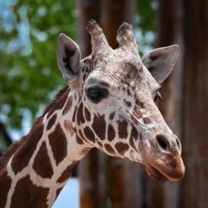 Africa Family Night at the Zoo