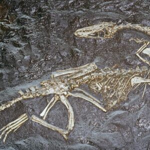 Unearthing New Mexico with NM Museum of Natural History